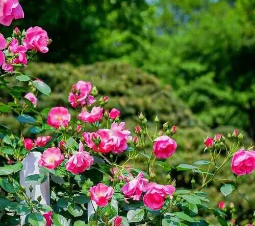 杭州花圃月季花展实况速递!免费打卡莫奈花园??