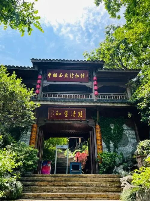 龙井馆区室外茶园景观