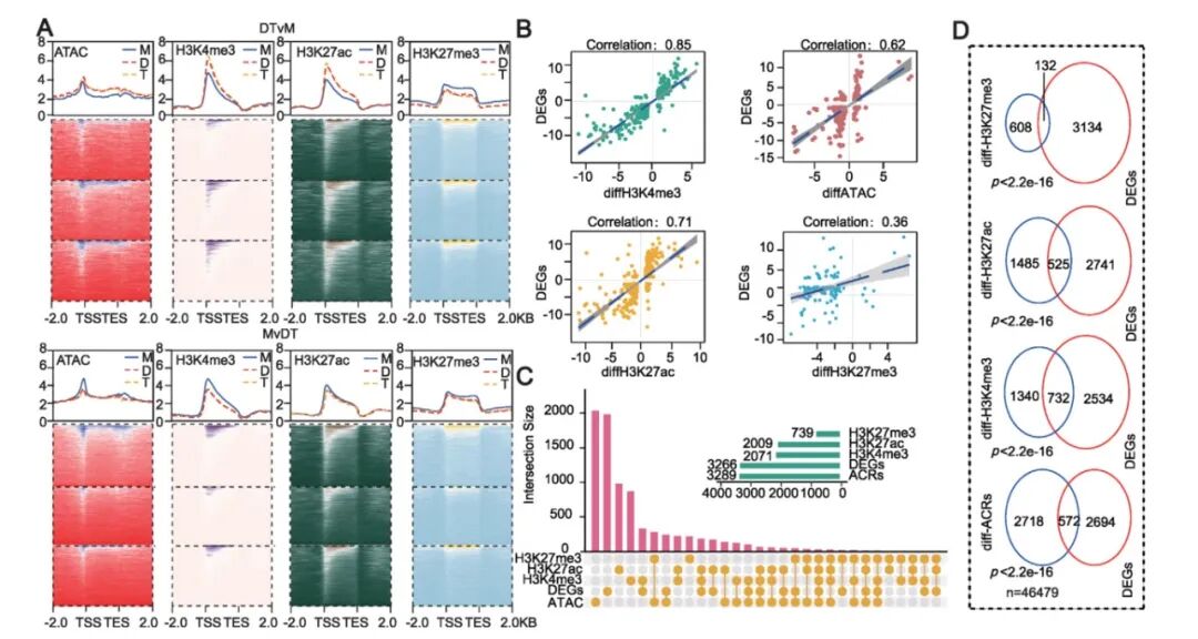 Advanced Science | 真迈SURFSeq 5000助力揭示白菜自多倍体化调控叶片大小的染色质重塑机制