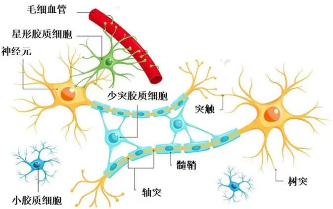 神經(jīng)細(xì)胞、神經(jīng)退行性疾病標(biāo)志物有哪些？一文速覽！