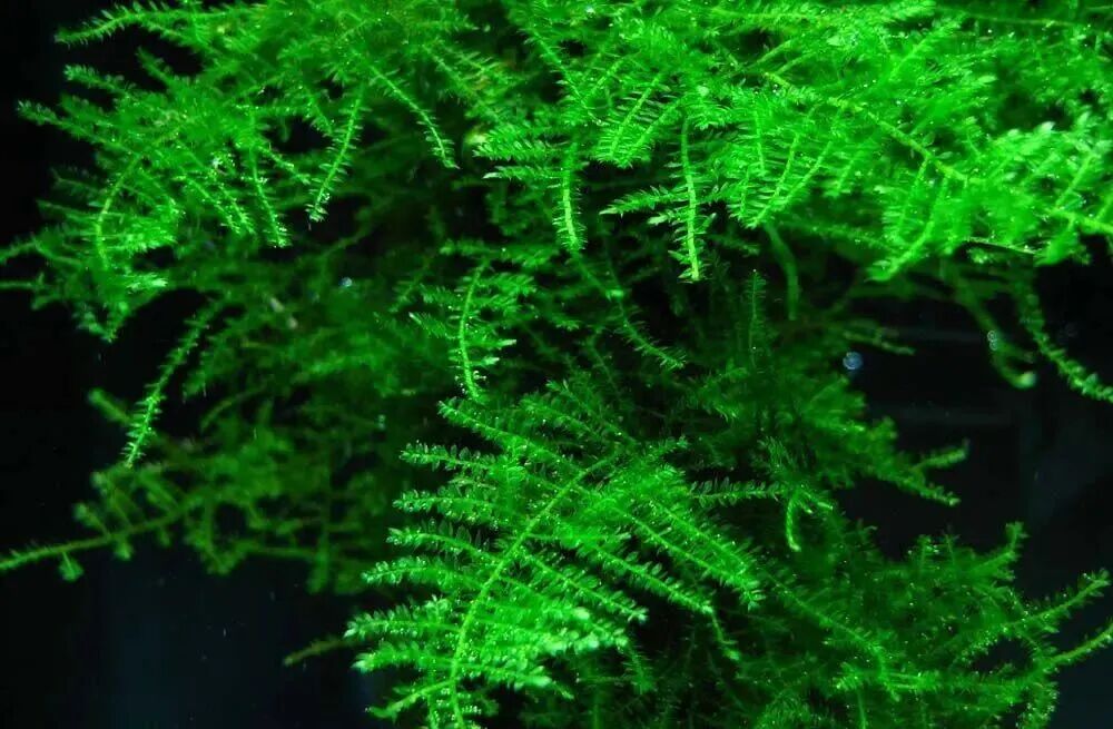 Singapore Moss