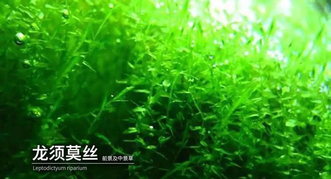 Dragon's Whisker Moss