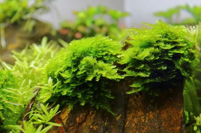 Mini Triangle Moss