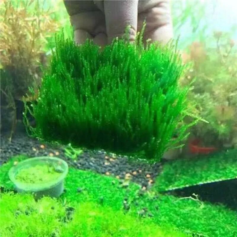 Flame Moss