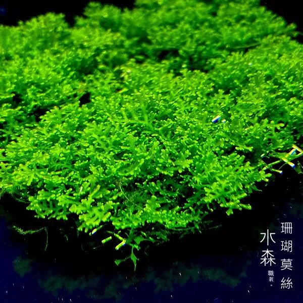 Coral Moss