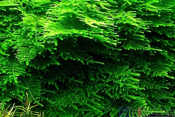 Giant Triangle Moss