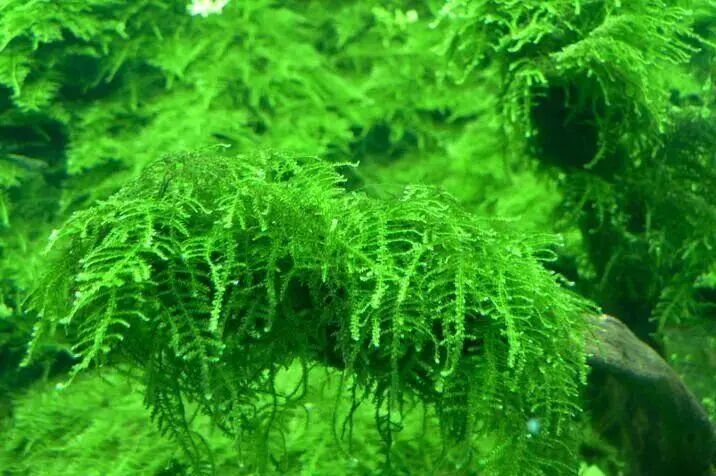 Christmas Moss