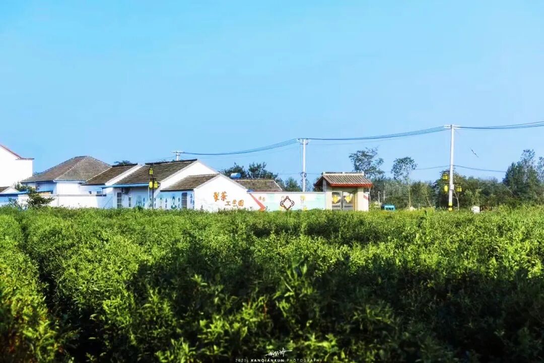 方营村茶园。赵磊 摄