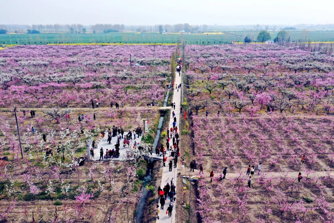 图片6：夏集桃花源实景图.jpg