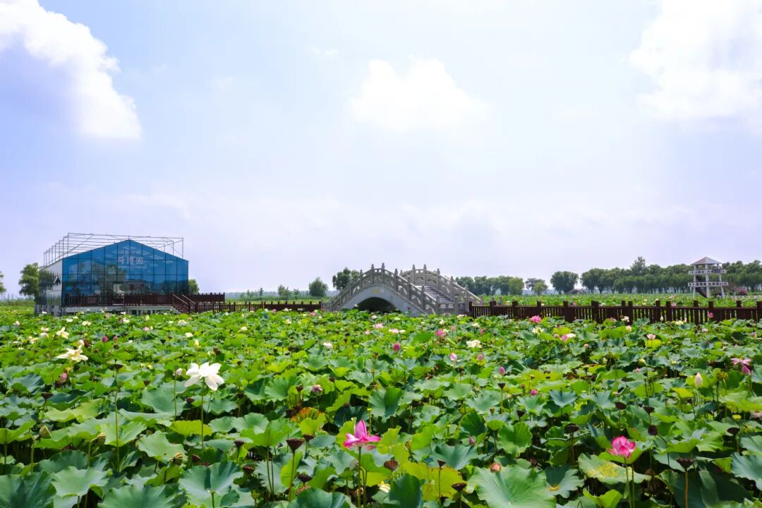 荷花池.jpg