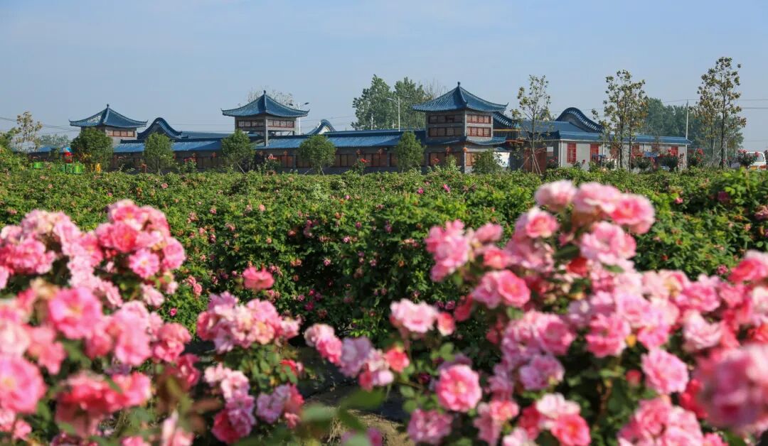 图片2：玫瑰园.jpg