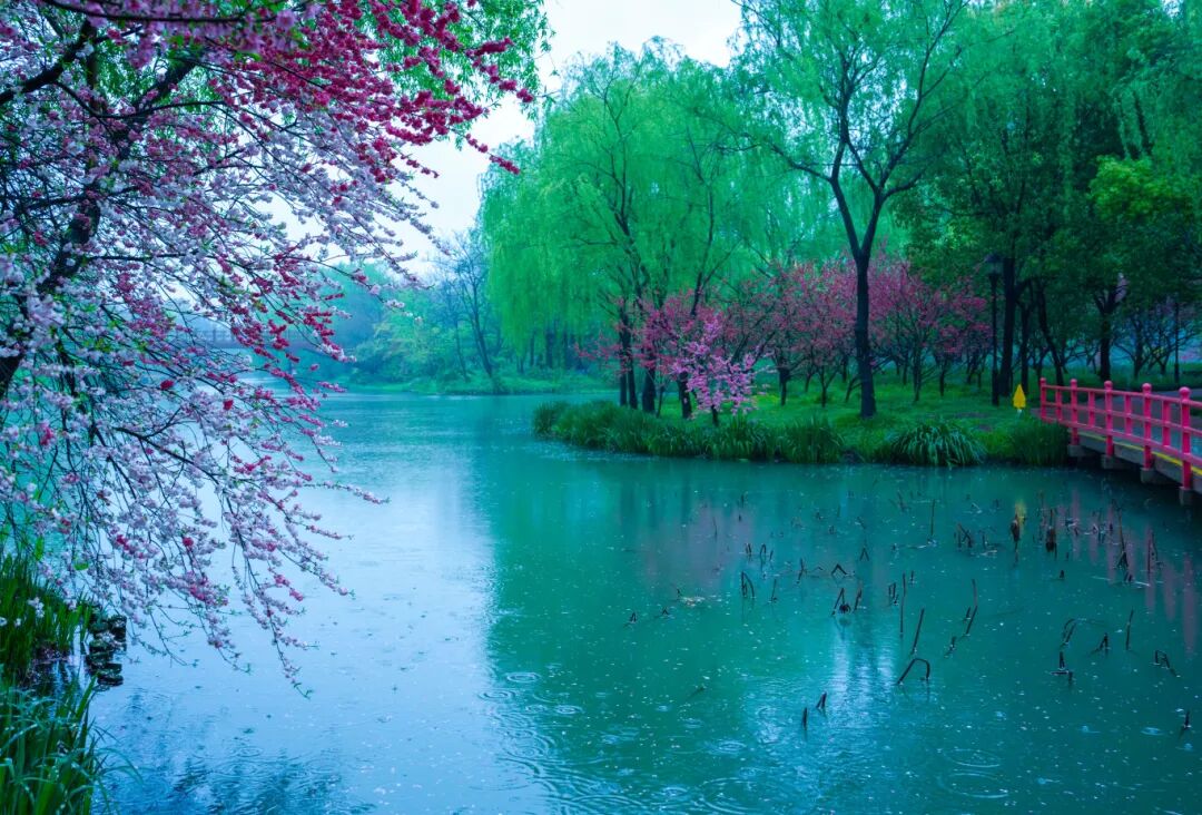 宋夹城春雨刘江瑞摄 (15).jpg