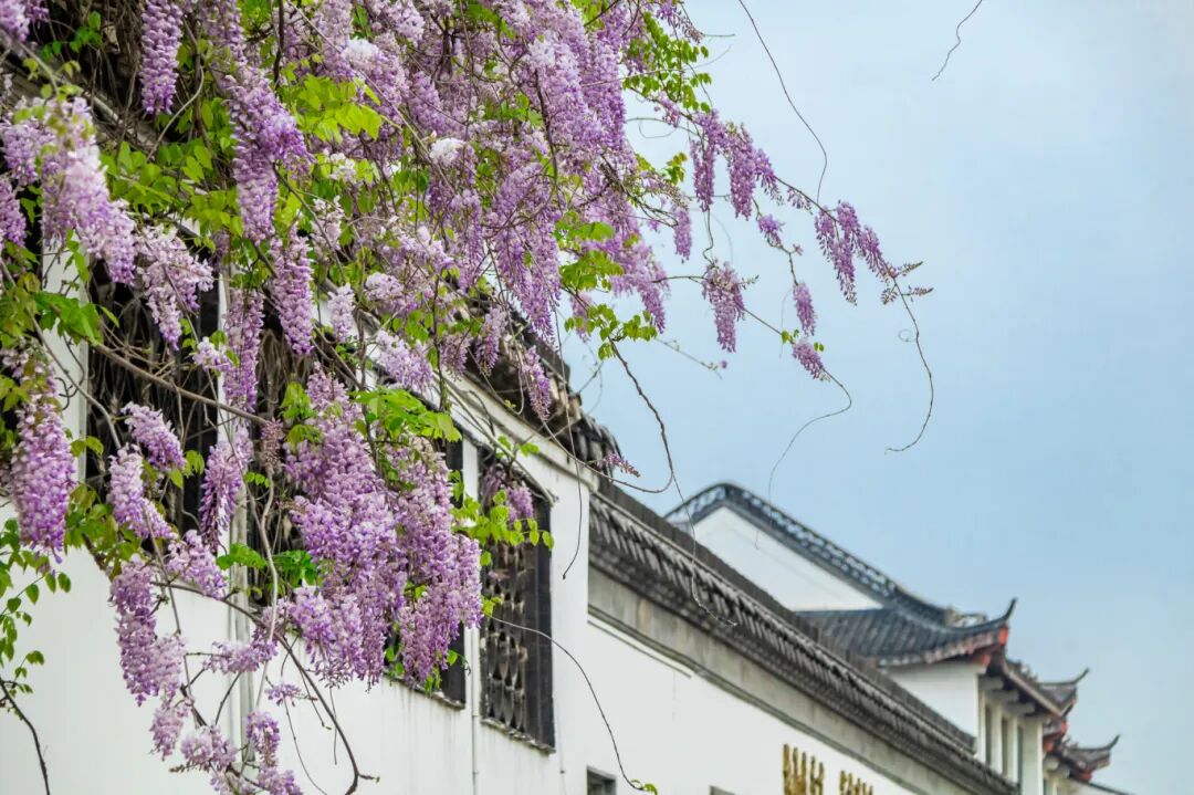 史公祠紫藤4-周峻-15995135730.jpg