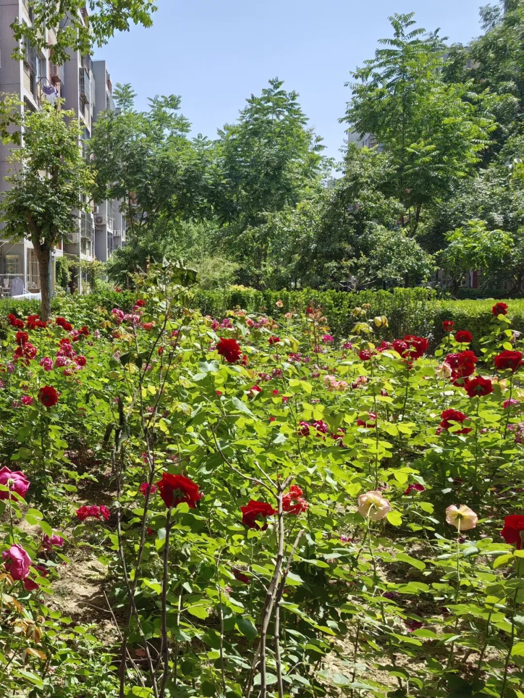 共商共治点"靓"龙泽家园 "以绿换绿"破解治理难题