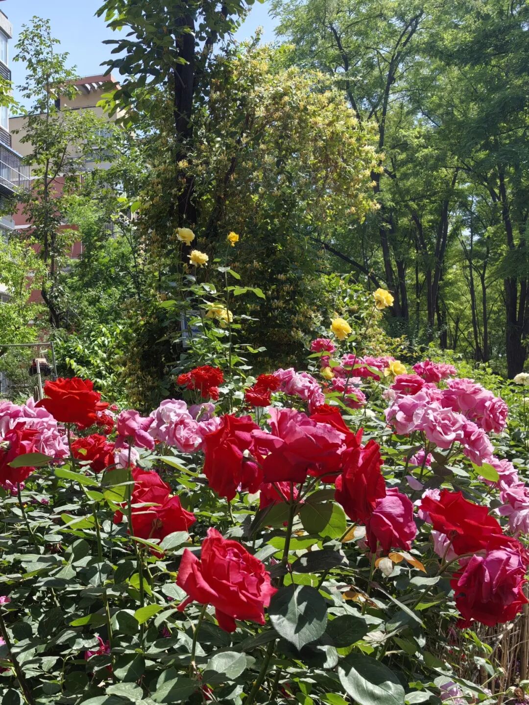 共商共治点"靓"龙泽家园 "以绿换绿"破解治理难题