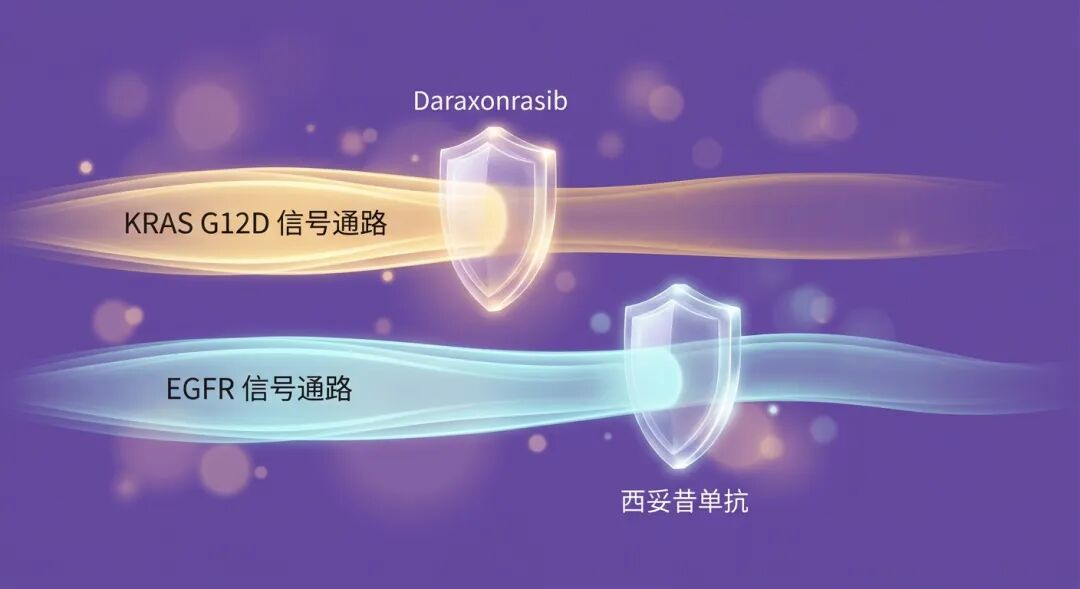 一张温暖紫色调的医学机制插图，展示了‘双管齐下’的治疗策略：画面中有两条平行的流动光带，金色光带标注为‘KRAS G12D 信号通路’，青色光带标注为‘EGFR 信号通路’。两面柔和而坚固的发光盾牌分别标注为‘Daraxonrasib’和‘西妥昔单抗’，精准地拦截了这两条通路，象征药物联合使用切断了癌细胞的逃逸路径，传递出安全感与希望。