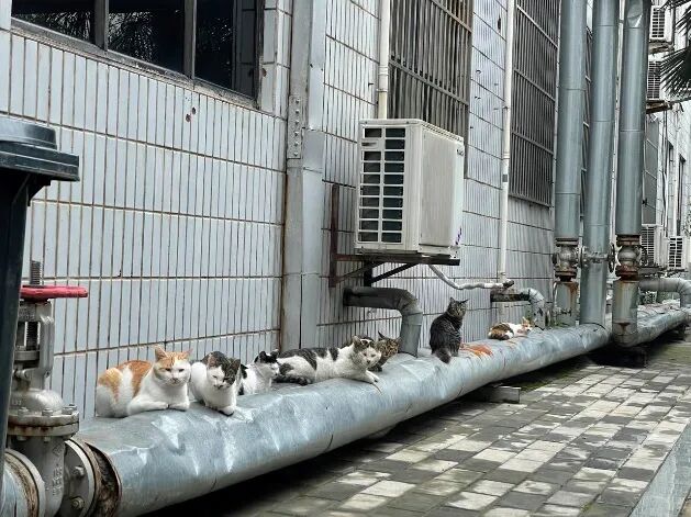 打工历险记 - 封面图