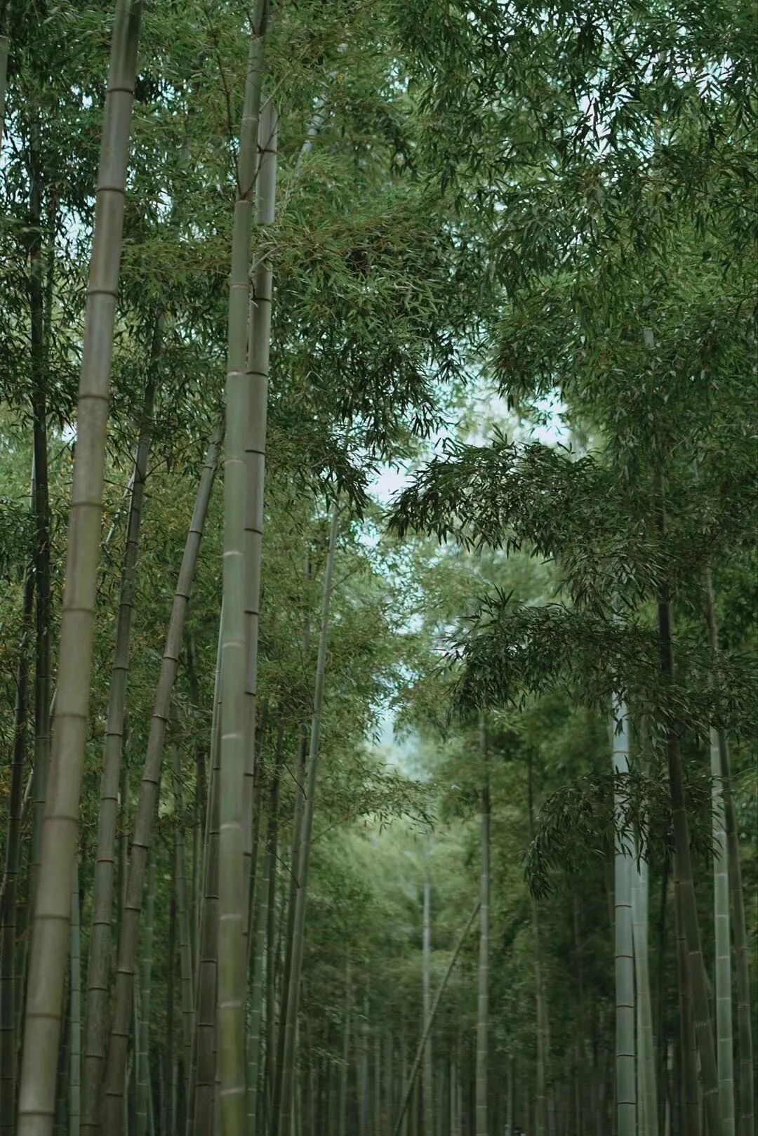 安吉 indahouse - 封面图