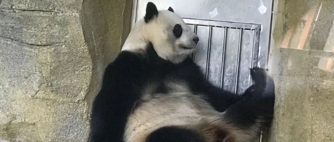 成都大熊猫基地游览经验 - 封面图