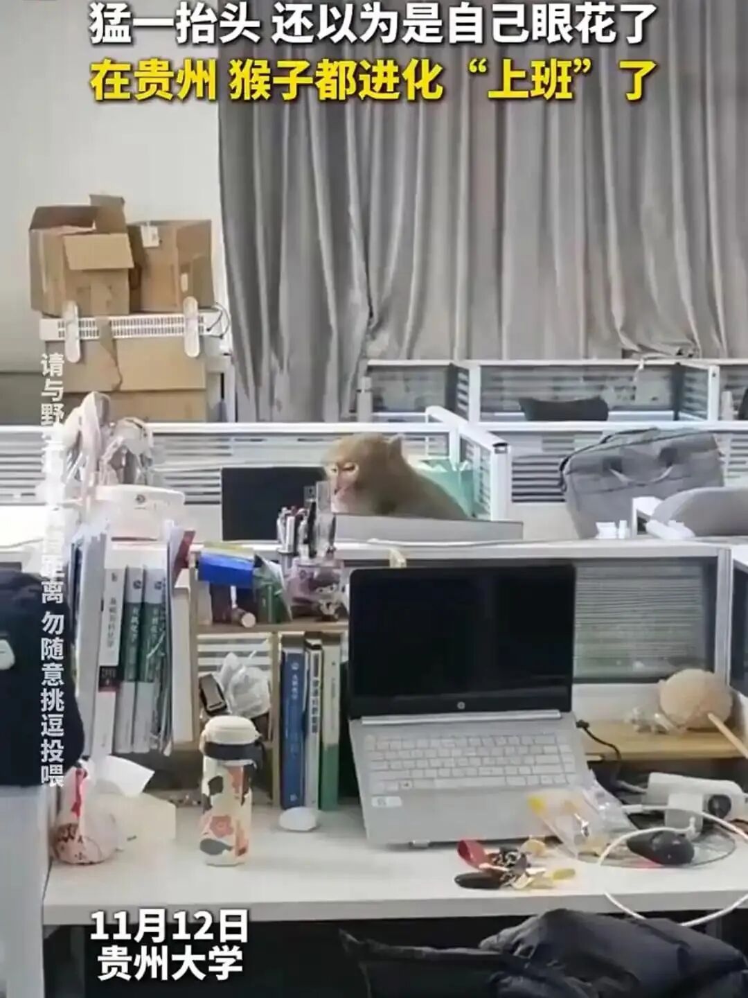 贵州的猴子已经进化到上班了,贵州猴子卷疯了！已进化到“上班打卡”，网友：比我还敬..