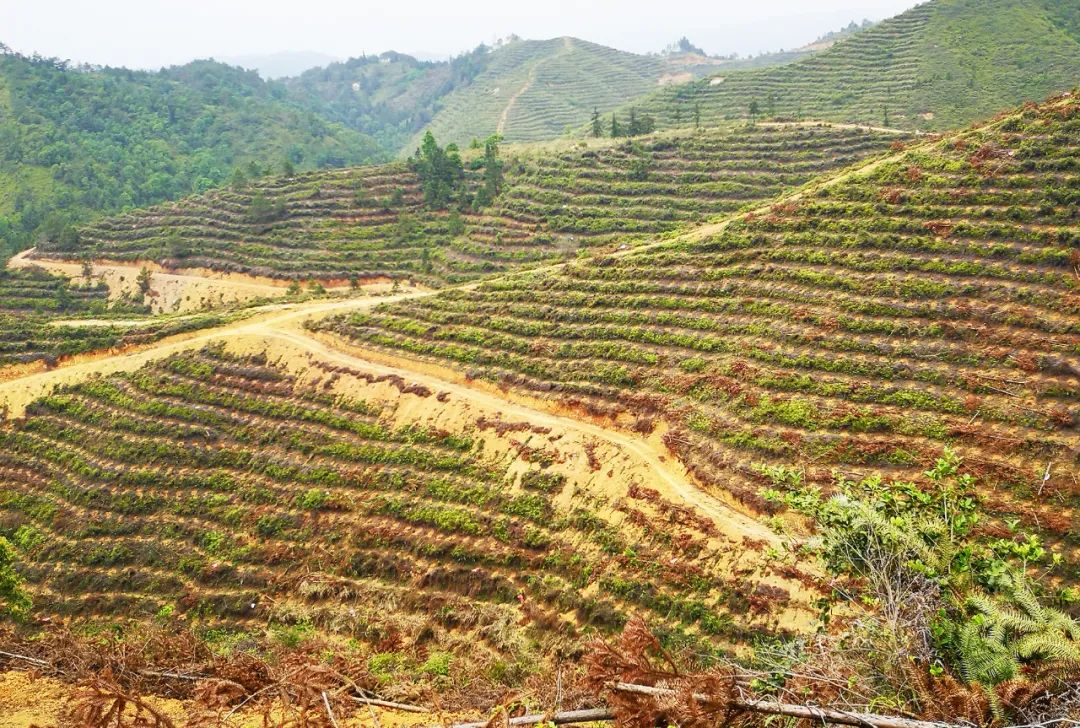 油茶栽培技术要点(油茶栽培技术要点有哪些)