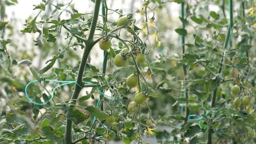 50_2026-03-13 01:02:13 +0000.png