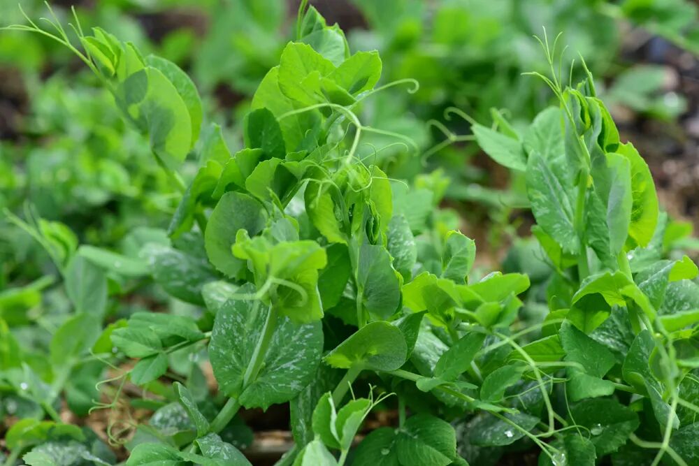 春季著名野菜大全