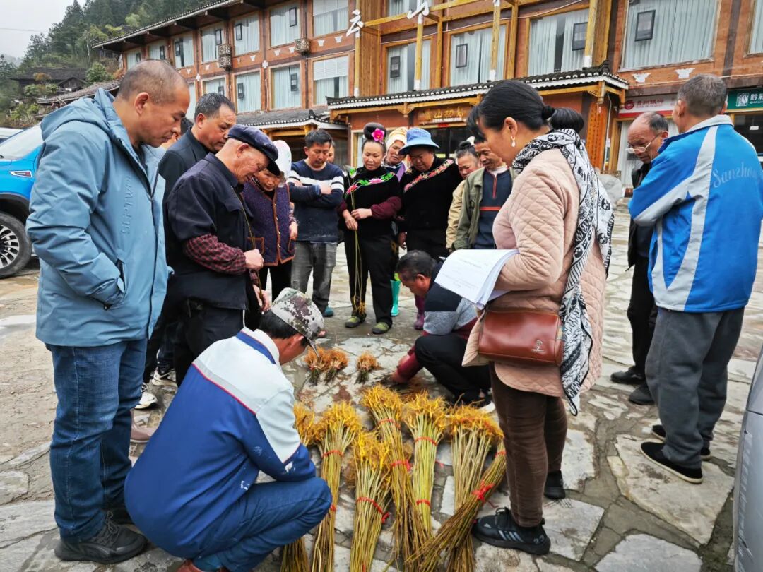 而黄柏则具有很高的药用价值,去年我家卖一次黄柏皮就获得了1000多块