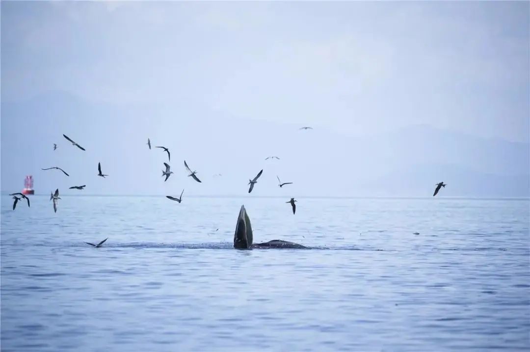 布氏鲸逗留深圳海域的第9天~(图4) 布氏鲸逗留深圳海域的第9天~(图4)