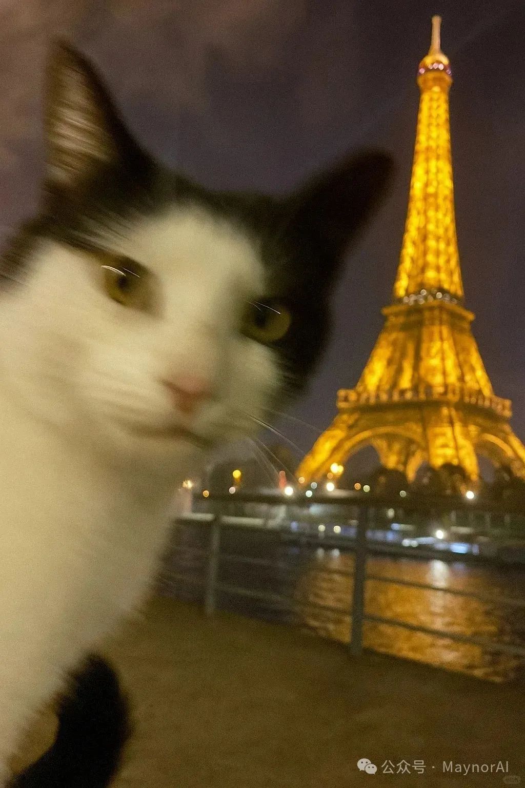 甚至不止是人，猫也行