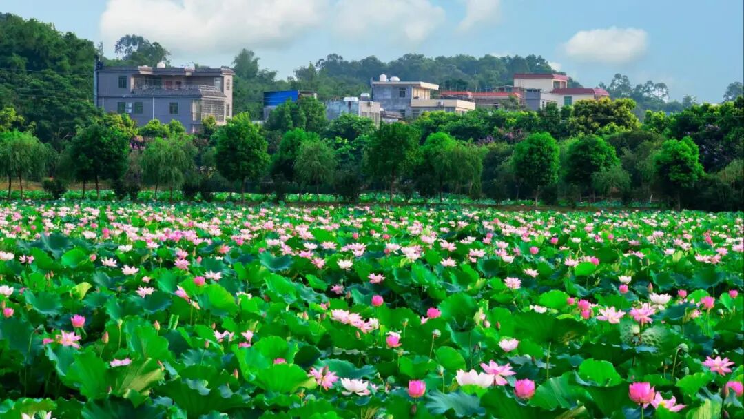 图/龙汉春 《莲塘秀色》