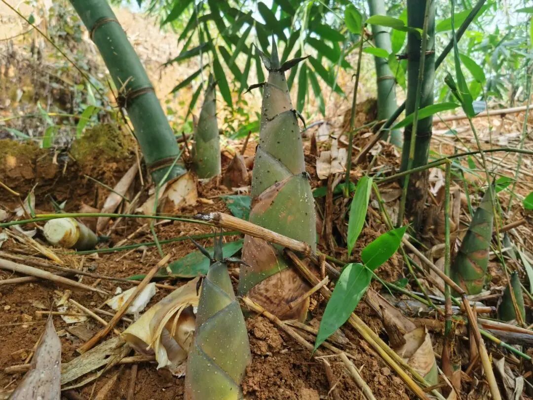 石小松带队调研王眉设施农业项目及竹翠江湾示范带建设情况 - 鱼峰