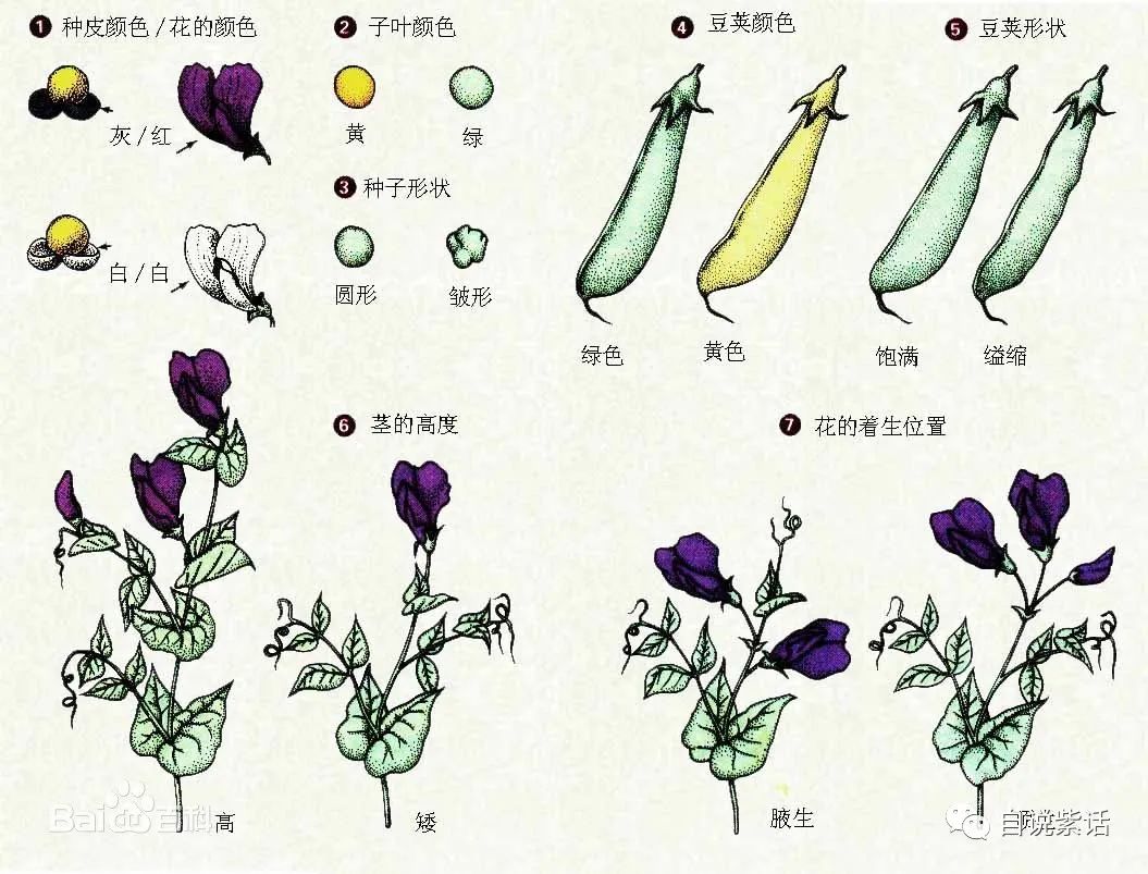 孟德尔遗传定律板书设计_孟德尔遗传定律说课稿_孟德尔遗传定律教案范文