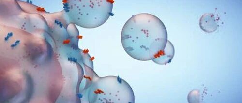 外泌体的逆袭  从“细胞垃圾”到“种子新秀”