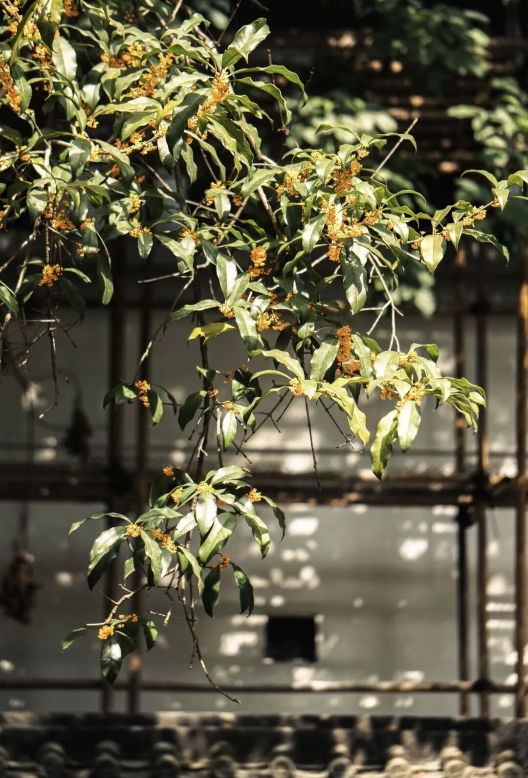 你闻到了吗？台江这些地方好香！