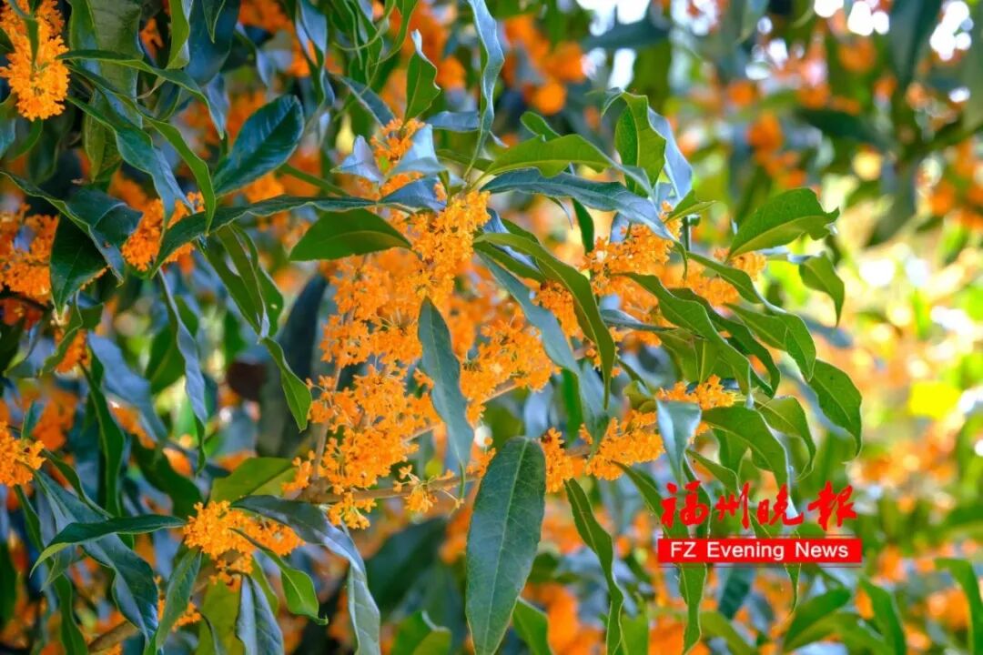 你闻到了吗？台江这些地方好香！