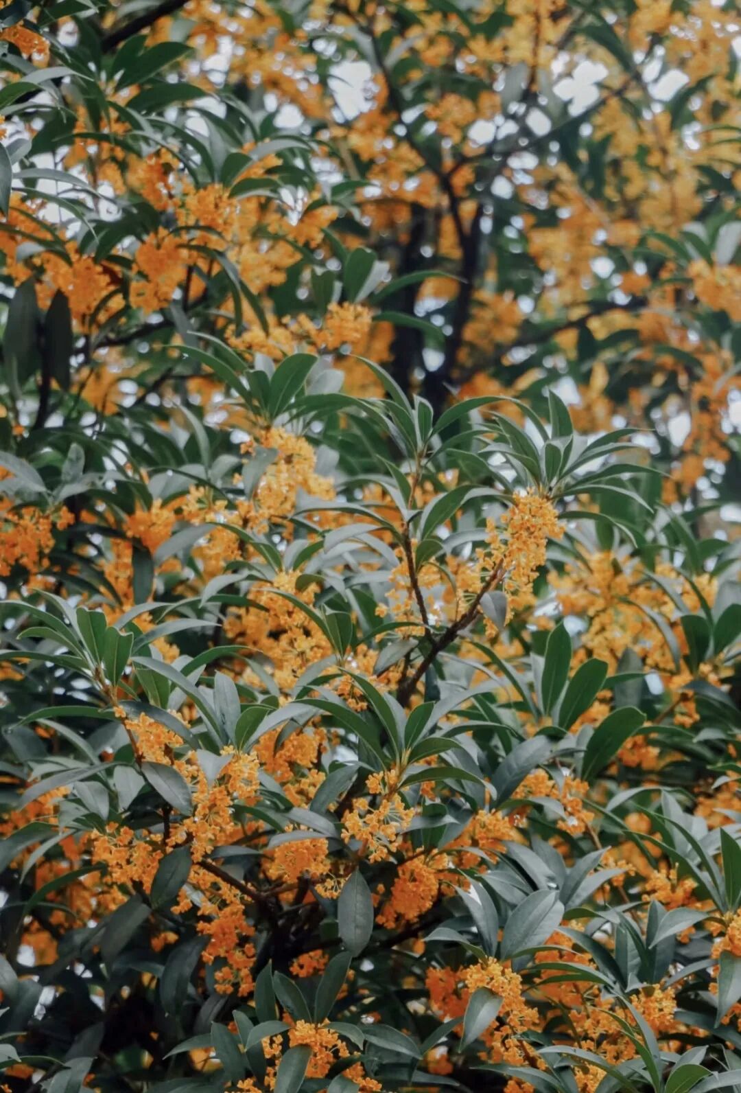 你闻到了吗？台江这些地方好香！