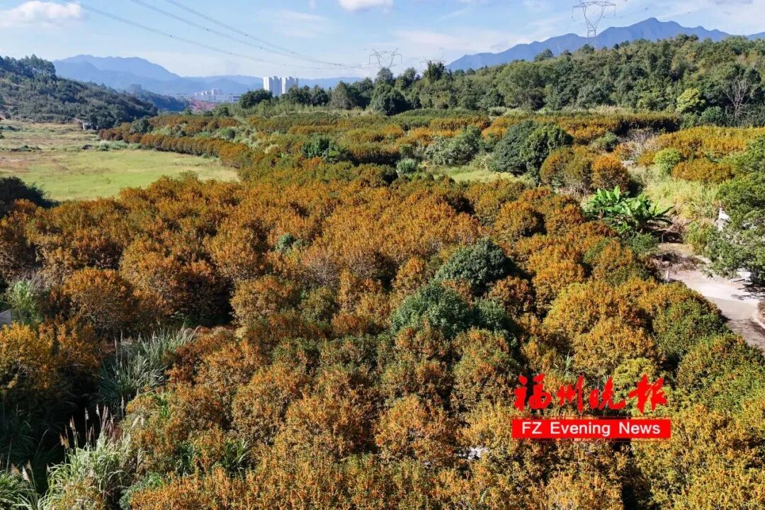 你闻到了吗？台江这些地方好香！