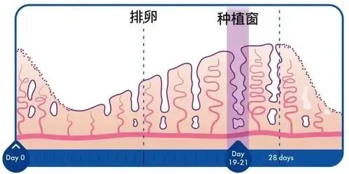 关于「冻胚」的真相，可能会出乎你的意料！