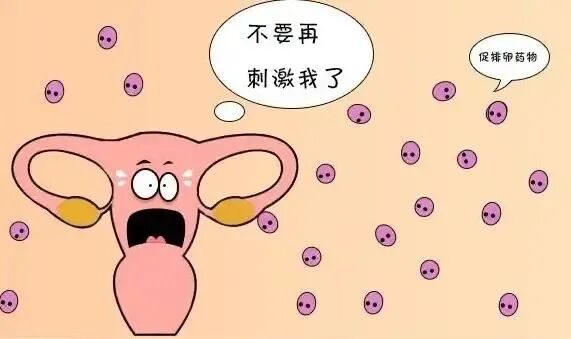 关于「冻胚」的真相，可能会出乎你的意料！