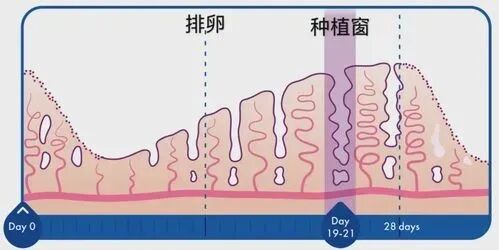 反复移植失败后，实验室调整这5点祝你好孕