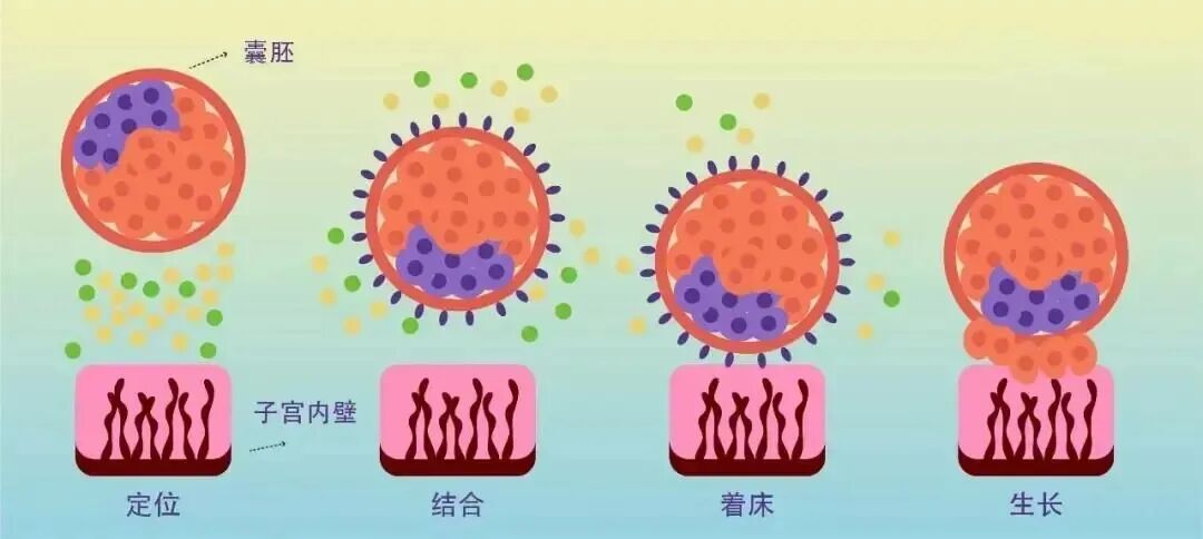 单囊胚移植已成为辅助生殖技术的国际主流！