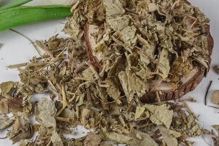 寻骨风草药图片
