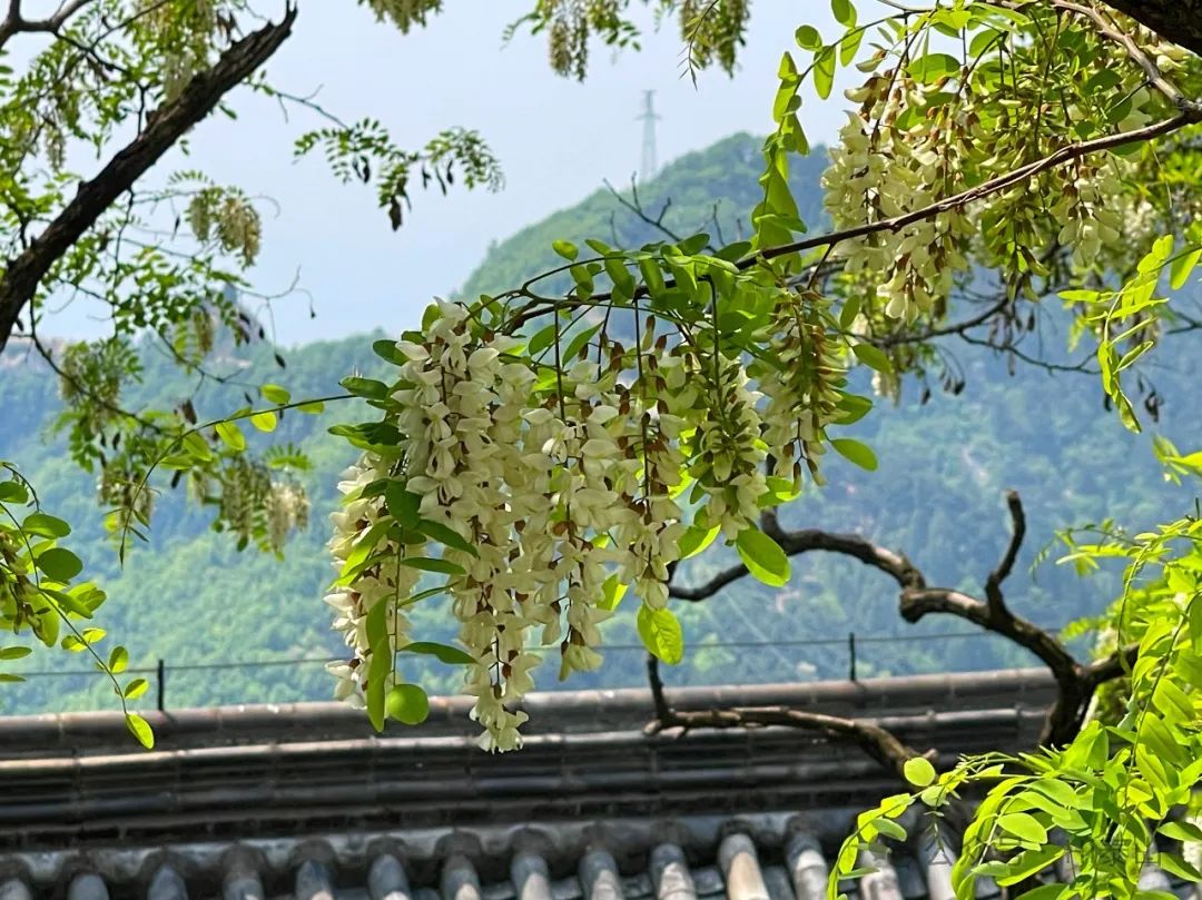 花开泰安丨五月槐花香满山 莺飞燕舞惹人醉