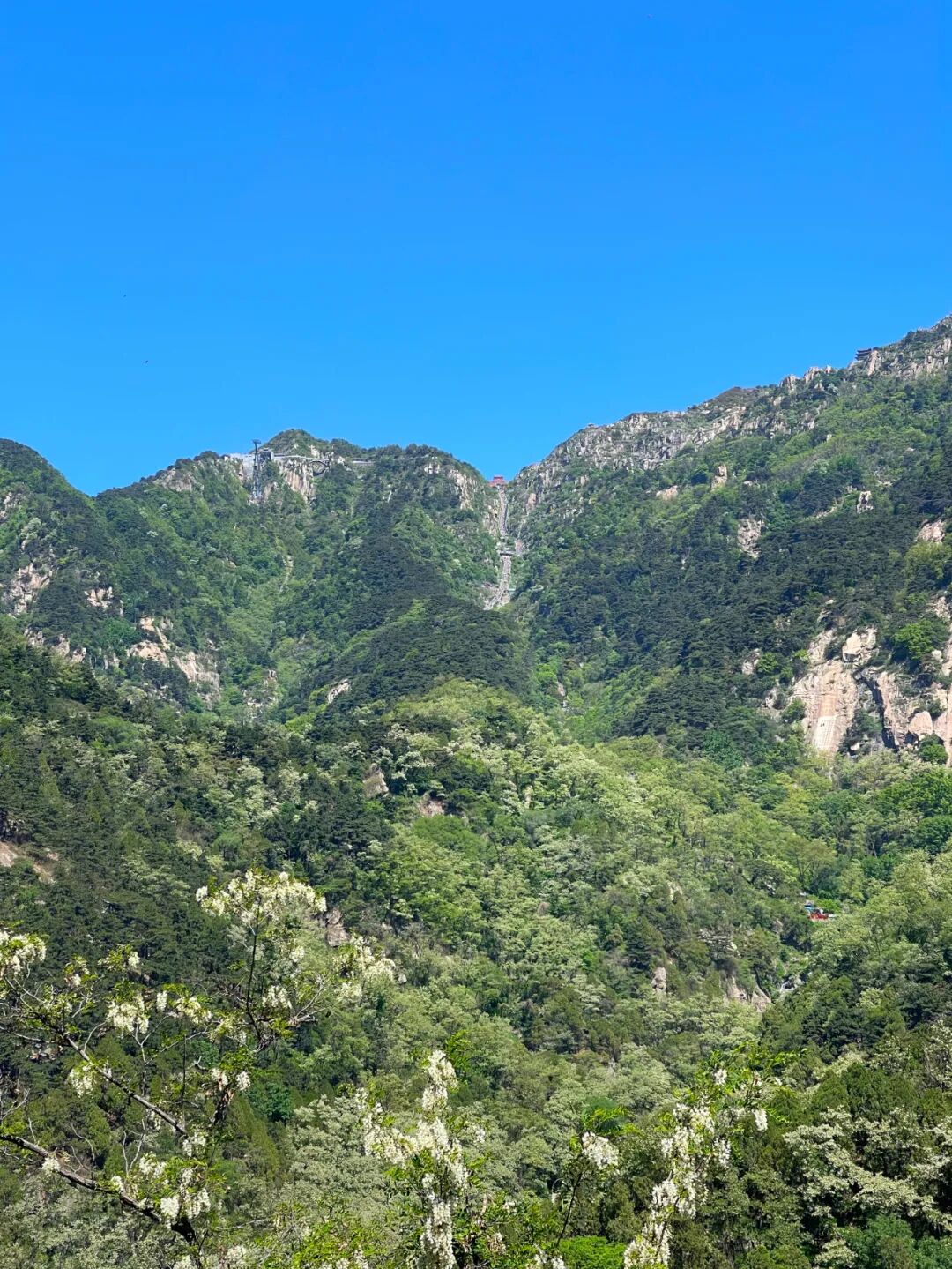 满山翠绿 是泰山夏日独有的魅力