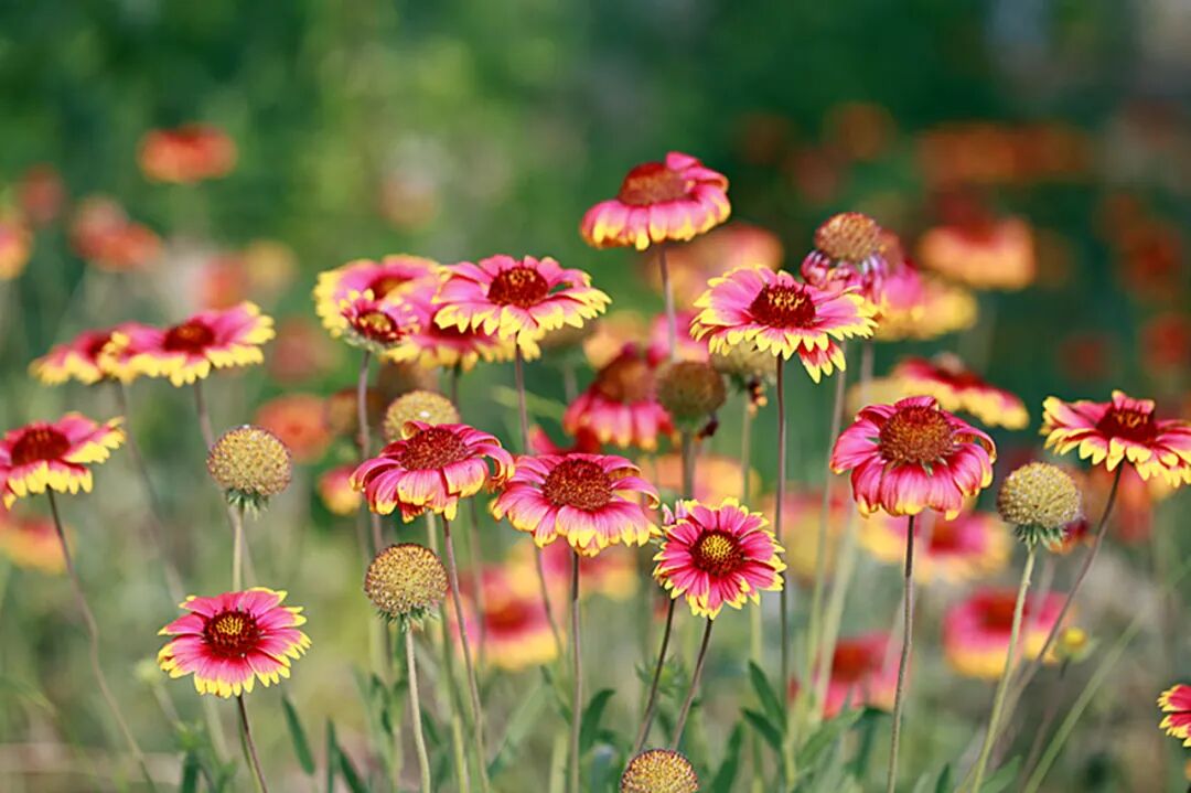 泰山脚下天人菊迎风绽放 艳丽动人