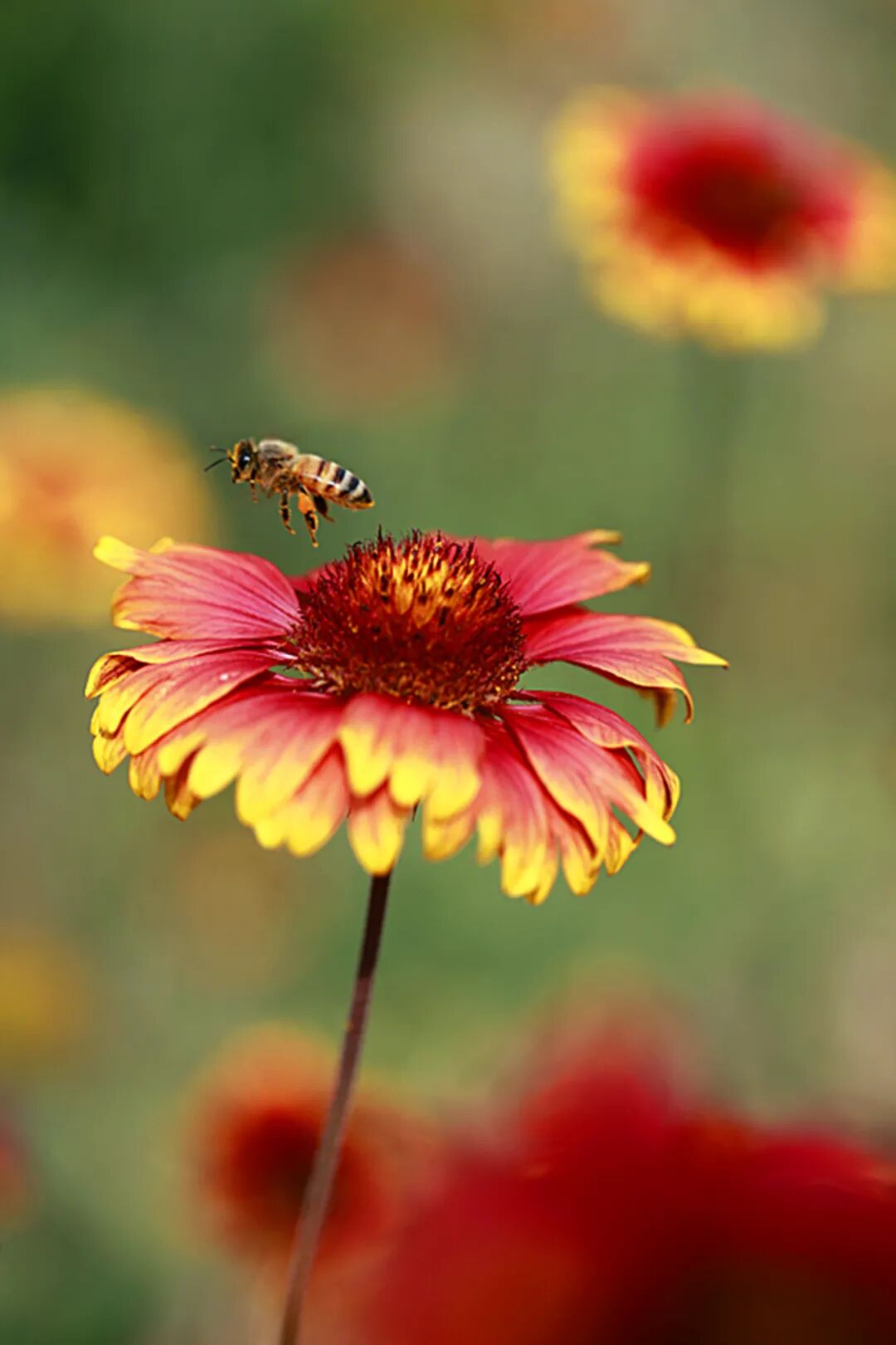 泰山脚下天人菊迎风绽放 艳丽动人