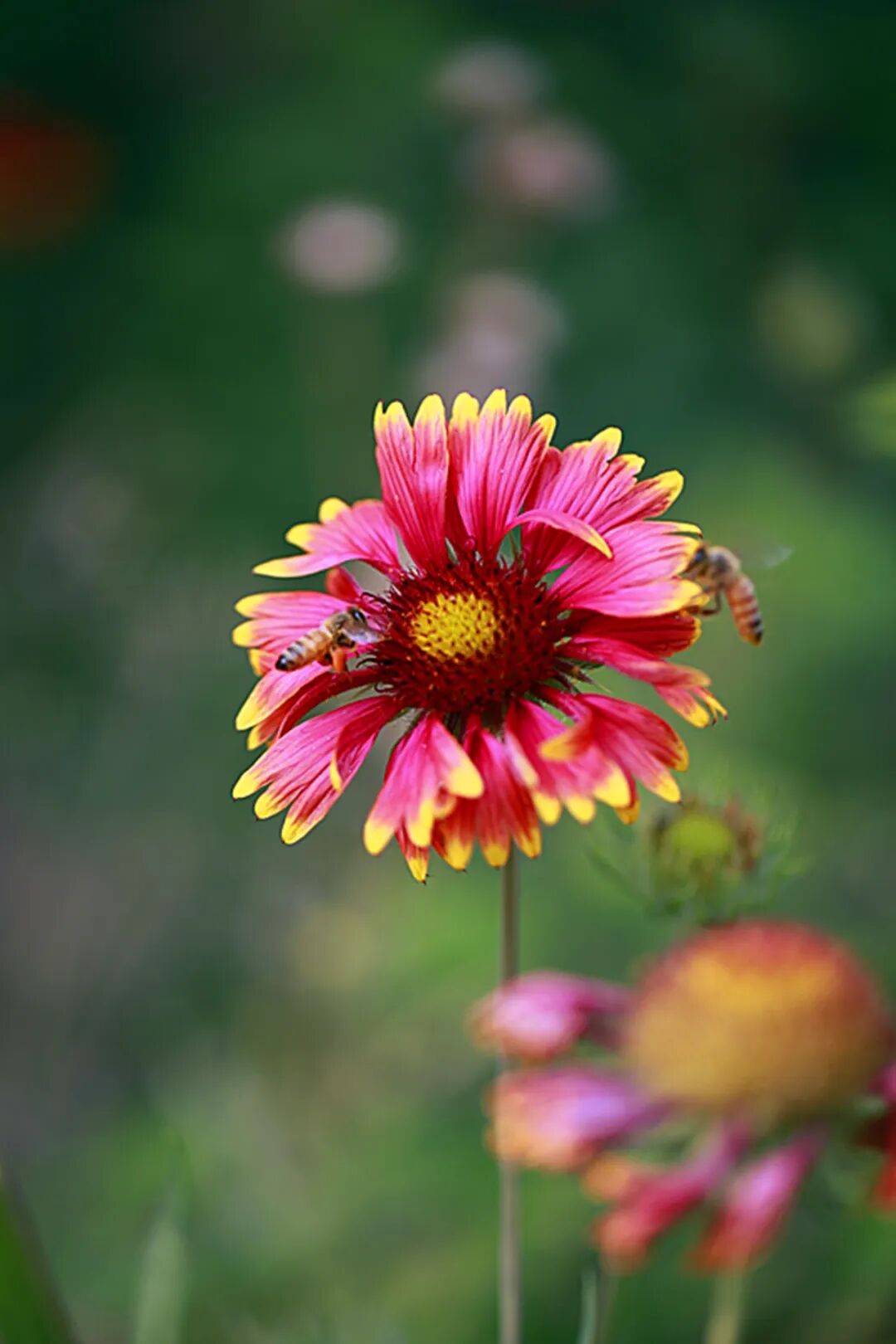 泰山脚下天人菊迎风绽放 艳丽动人