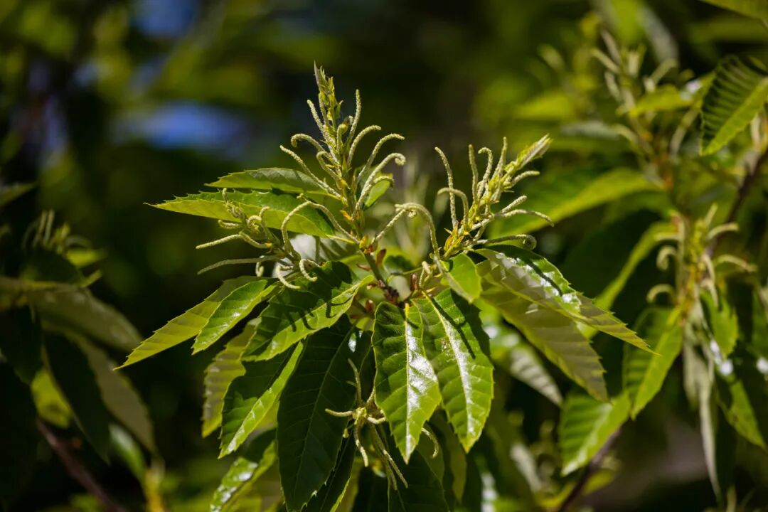 文冠果"新沙岭"里里外外透着"新风貌"独具北方特色的农业种植江南水乡