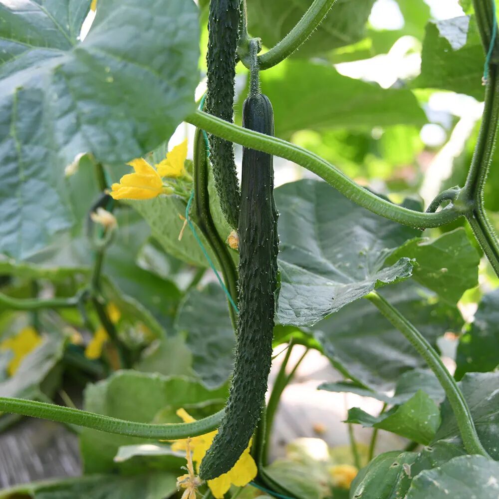 农情汇智联合社将过去品类单一"原汁原味"的农产品,打造成产销链条更